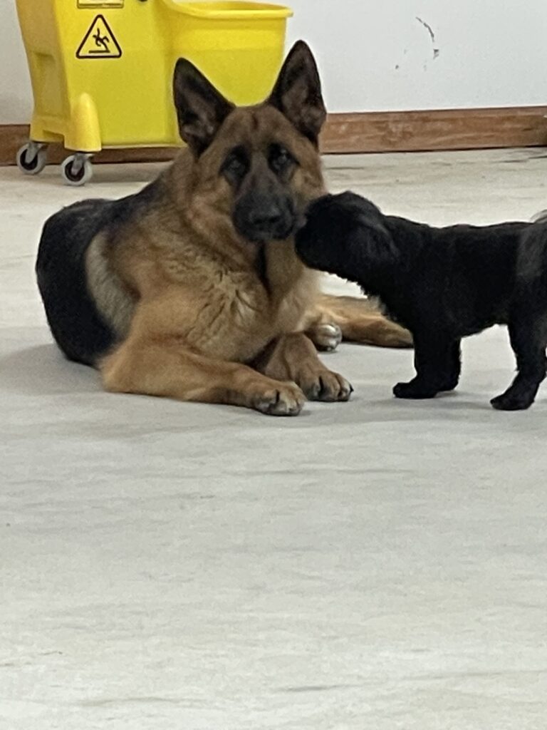 Big dog and puppy playing together